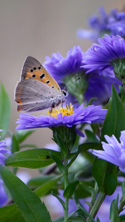 Papillon et abeille butinant délicatement une fleur aster (© Viviane Caballero/500px Viviane Caballero/500px/Getty Images) mobile wallpaper