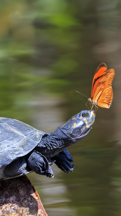 A Julia butterfly on the nose of a yellow-spotted river turtle, Amazon Region, Ecuador (© Westend61/Getty Images) mobile wallpaper