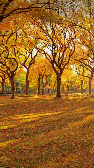 A grove of American elm trees at Central Park's Mall, New York City (© AWL Images/Danita Delimont) mobile wallpaper