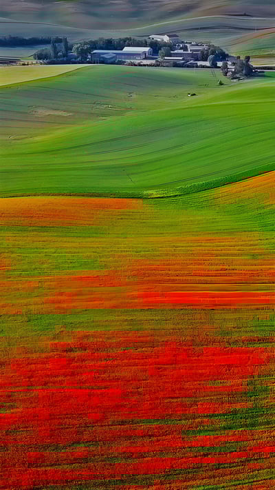 Poppies in bloom, Moravia, Czech Republic (© rusm/Getty Images) mobile wallpaper