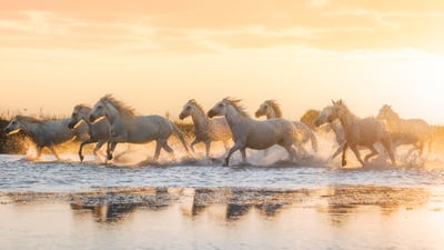 Chevaux de Camargue, Aigues-Mortes, Occitanie