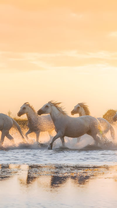 Chevaux de Camargue, Aigues-Mortes, Occitanie (© Francesco Riccardo Lacomino/Getty Images) mobile wallpaper