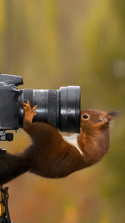 Squirrel looking into the lens of a camera (© Alfredo Piedrafita/Getty Images) mobile wallpaper