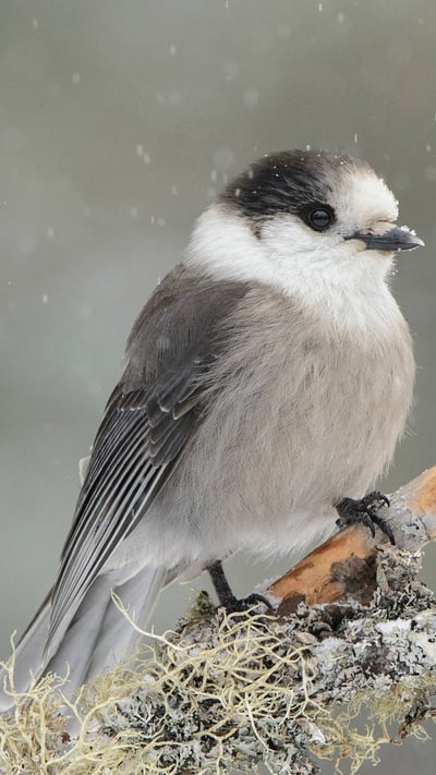 Canada Jay (Perisoreus canadensis) in light snowfall, Ontario (© Alan Murphy/Minden Pictures) mobile wallpaper