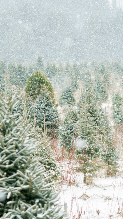 Christmas tree farm in Ontario, Canada (© FatCamera/Getty Images Plus) mobile wallpaper