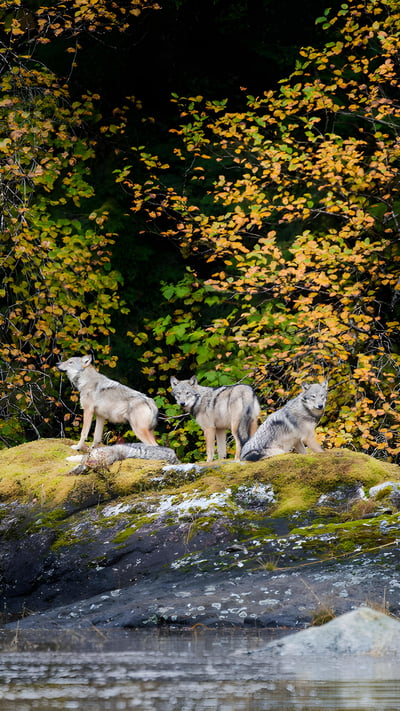 Vancouver Coastal Sea wolves in Great Bear Rainforest, British Columbia, Canada (© Nick Garbutt/Alamy) mobile wallpaper