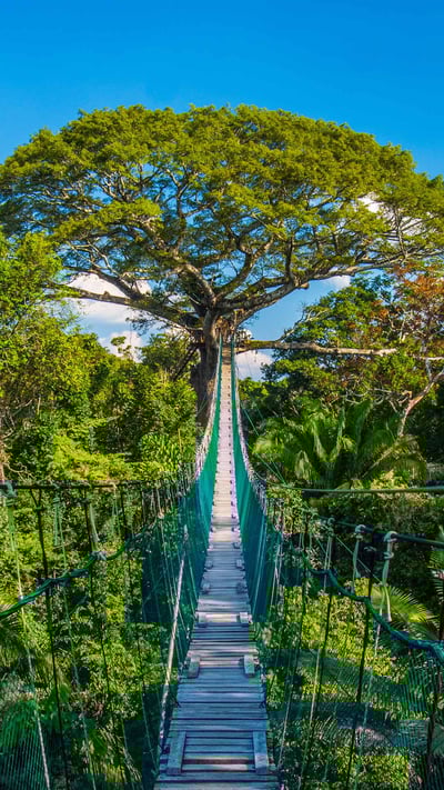 Suspension bridge in Tambopata National Reserve, Amazon Basin, Peru (© Pere Rubi/Getty Images) mobile wallpaper
