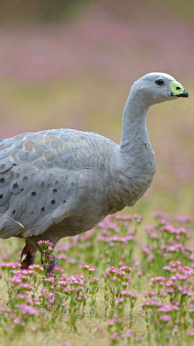 Cape Barren Goose (Cereopsis novaehollandiae) standing in a flowering meadow, Tasmania (© blickwinkel/Alamy Stock Photo) mobile wallpaper