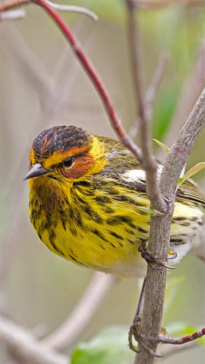 Male Cape May warbler in spring (© JZHunt/Getty Images Plus) mobile wallpaper