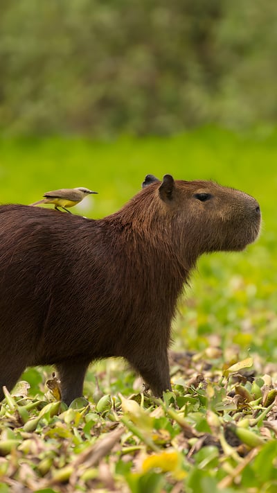 Capivara, o maior roedor do mundo, na margem de um rio no Pantanal (© Joe McDonald/Getty Images) mobile wallpaper