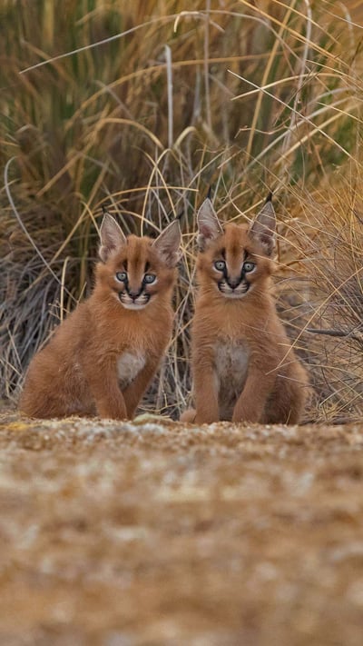 Caracal cubs (© Marion Vollborn/Minden Pictures) mobile wallpaper