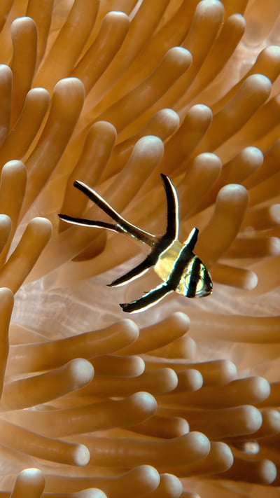 Juvenile Banggai cardinalfish with sea anemone, Lembeh Strait, North Sulawesi, Indonesia (© Constantinos Petrinos/NPL/Minden Pictures) mobile wallpaper