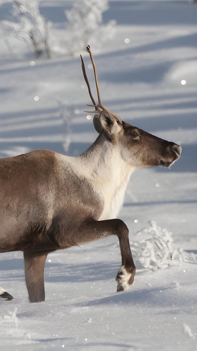 Caribou running in snow, Alaska (© Michael Quinton/Minden Pictures) mobile wallpaper