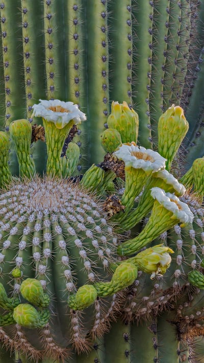 Saguaro cactus flowers, Coronado National Forest, Arizona (© Jack Dykinga/Minden Pictures) mobile wallpaper