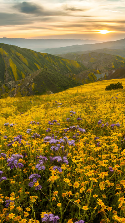 Superbloom in Carrizo Plain National Monument, California (© Robb Hirsch/TANDEM Stills + Motion) mobile wallpaper