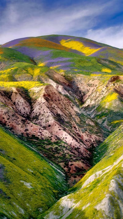Wildflowers in the Carrizo Plain National Monument, California (© Dennis Frates/Alamy) mobile wallpaper