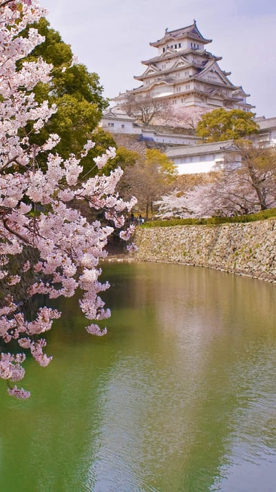 Cherry blossoms and Himeji Castle in Himeji, Japan (© Tororo/Getty Images) mobile wallpaper