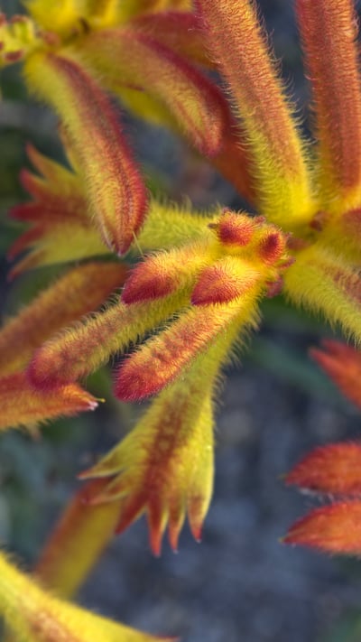Catspaw (Anigozanthos humilis) flowers, Yilliminning Rock Reserve, Western Australia (© Krystyna Szulecka/Minden Pictures) mobile wallpaper