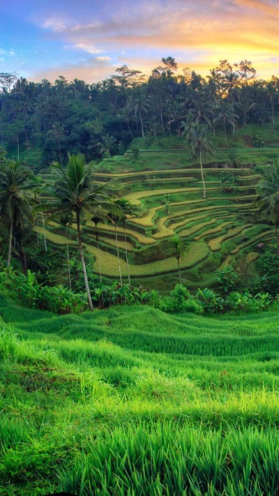 Tegallalang Rice Terraces, Ubud, Bali, Indonesia (© Michele Falzone/Alamy) mobile wallpaper