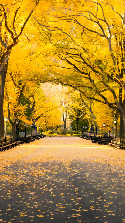 Central Park, Manhattan, New York, USA (© mapman/Shutterstock) mobile wallpaper