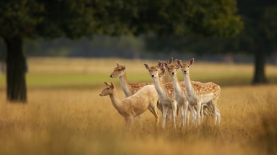 'Fallow' us