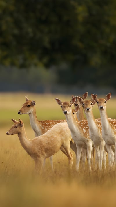 European fallow deer, England (© Enrique Aguirre Aves/Getty Images) mobile wallpaper