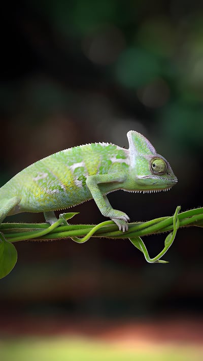 Chameleon walking on a plant, Indonesia (© SnapRapid/Offset by Shutterstock) mobile wallpaper