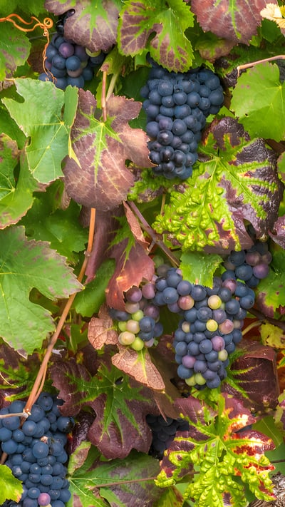 Grappe de raisins noirs, vignoble de Champagne (© Daniele SCHNEIDER/Photononstop/Alamy Stock Photo) mobile wallpaper