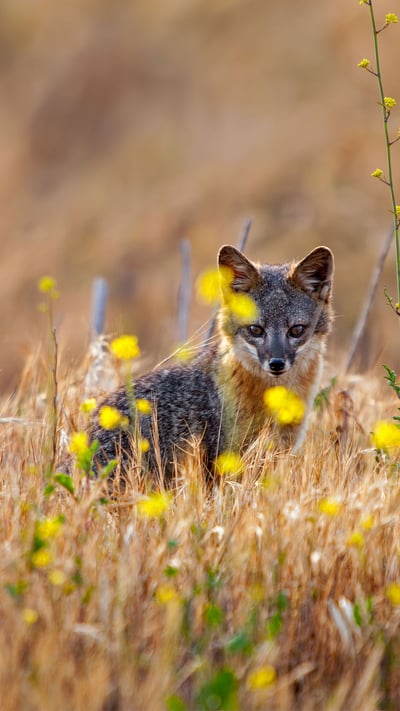 Island fox on Santa Cruz Island, Channel Islands National Park, California (© Ian Shive/Tandem Motion + Stills) mobile wallpaper