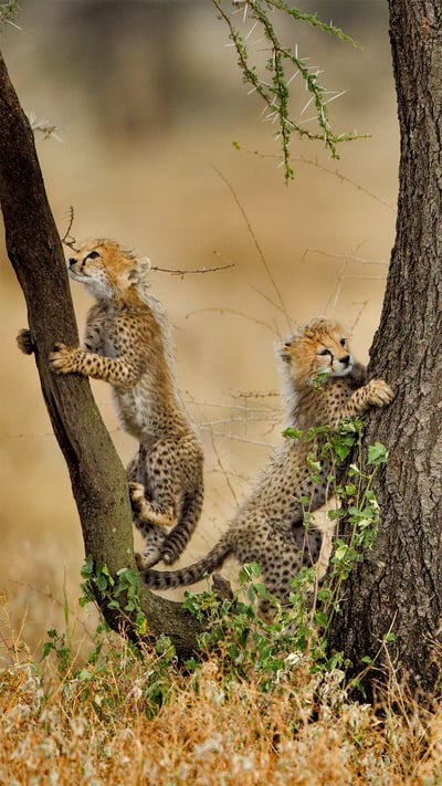 Cheetah cubs climbing acacia trees in the Ngorongoro Conservation Area, Tanzania (© Paul Souders/Getty Images) mobile wallpaper