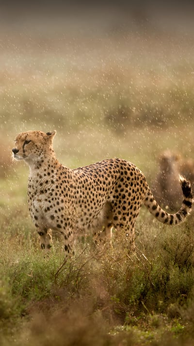 Cheetah in morning rain, Ndutu Plains, Ngorongoro Conservation Area, Tanzania (© Paul Souders/Getty Images) mobile wallpaper