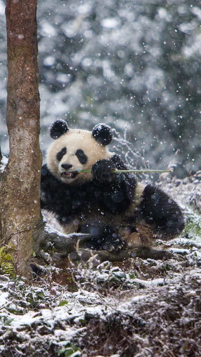 Giant panda at Chengdu Panda Base, China (© Jim Zuckerman/Jaynes Gallery/DanitaDelimont) mobile wallpaper
