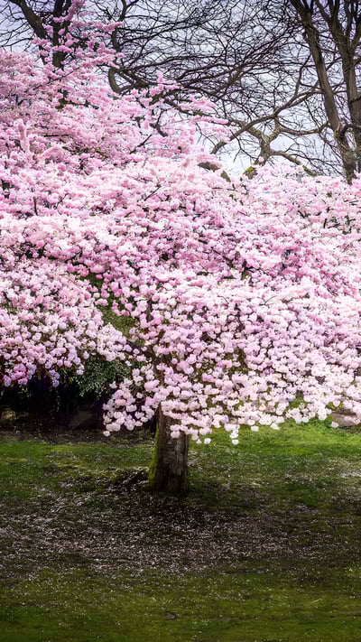 Cherry blossoms in Queen Elizabeth Park, Vancouver, Canada (© Kim Rogerson/Getty Images) mobile wallpaper