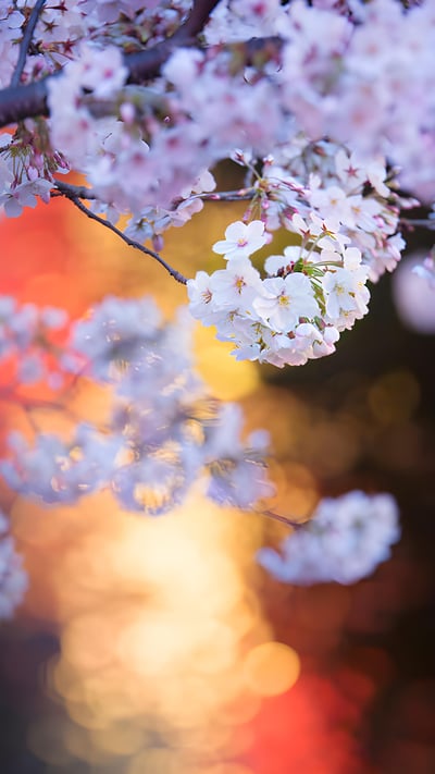 目黒川沿いの桜, 東京 (© twomeows/Getty Images) mobile wallpaper