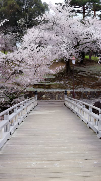 奈良公園, 奈良県 奈良市 (© AaronChenPS2/Shutterstock) mobile wallpaper