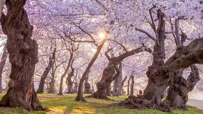 Cherry, cherry, bloom, bloom