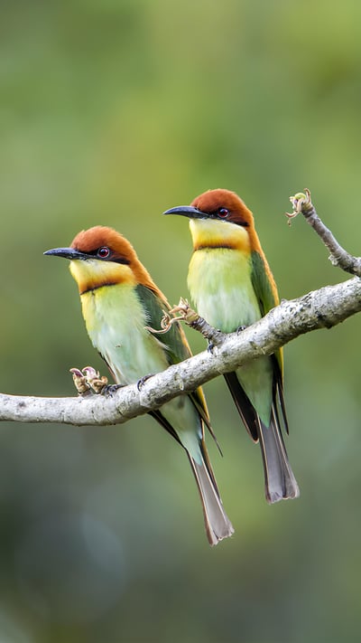 Chestnut-headed bee-eaters, Bardia National Park, Nepal (© PACO COMO/Shutterstock) mobile wallpaper