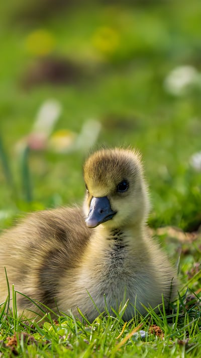 Gänseküken auf einer Wiese im Ahnepark, Vellmar, Hessen (© Gerhard Hagen/Getty Images) mobile wallpaper