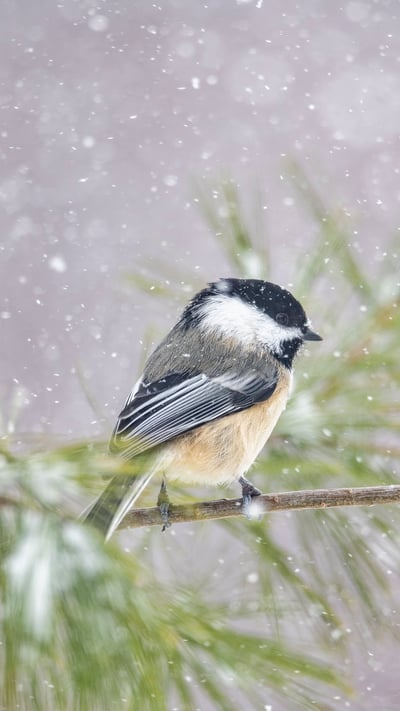 Black-capped Chickadee (Poecile atricapillus) in snowfall, Nova Scotia (© Scott Leslie/Minden Pictures) mobile wallpaper