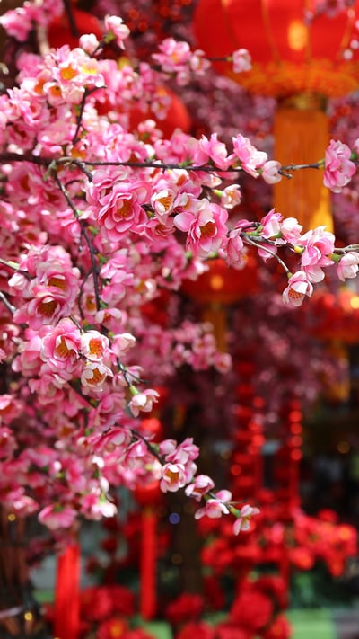 春节的桃花和红灯笼 (© David Ng+EyeEm/Getty Images) mobile wallpaper