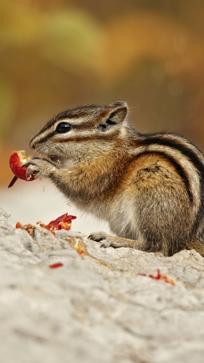 Least Chipmunk (Tamias minimus) adult, feeding on berries in Autumn, Jasper National Park, Alta. (© Ignacio Yufera/Minden Pictures) mobile wallpaper