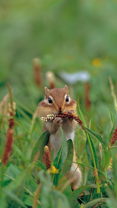 A Siberian chipmunk on Mount Taisetsu, Hokkaido, Japan (© Ida Toshiaki/Minden Pictures) mobile wallpaper