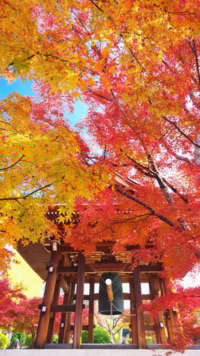 紅葉の智積院鐘楼堂, 京都 (© Masataka Ishi/AFLO/4Corners) mobile wallpaper