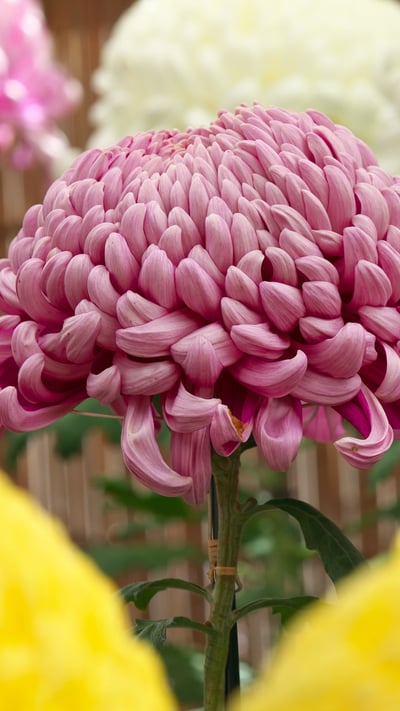 ｢菊の花｣東京都, 調布市 (© Juan-Carlos Munoz/Minden Pictures) mobile wallpaper