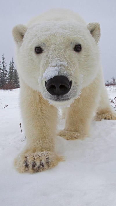 Polar bear investigating a camera, Churchill, Manitoba, Canada (© Matthias Breiter/Minden Pictures) mobile wallpaper