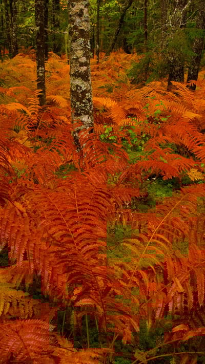 Cinnamon fern meadow near St. Mary's River, Nova Scotia (© Irwin Barrett/Design Pics/Alamy) mobile wallpaper