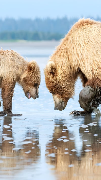 Brown bear mother and cub, Lake Clark National Park and Preserve, Alaska (© Carlos Carreno/Getty Images) mobile wallpaper