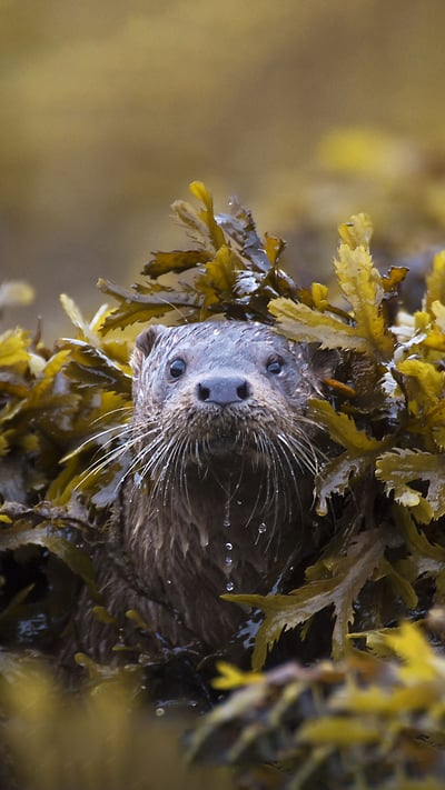 Otter (Lutra Lutra) in seaweed, Ardnamurchan. (© Michael Durham/Minden Pictures) mobile wallpaper