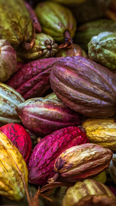 Cocoa pods from Ambanja, Madagascar (© pierivb/Getty Images) mobile wallpaper