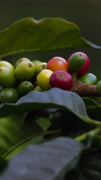 Coffee cherries in Quindío, Colombia (© The Colombian Way Ltda/Getty Images) mobile wallpaper